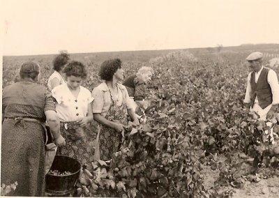 Vendanges manuelles en 1950. Une colle au  traail